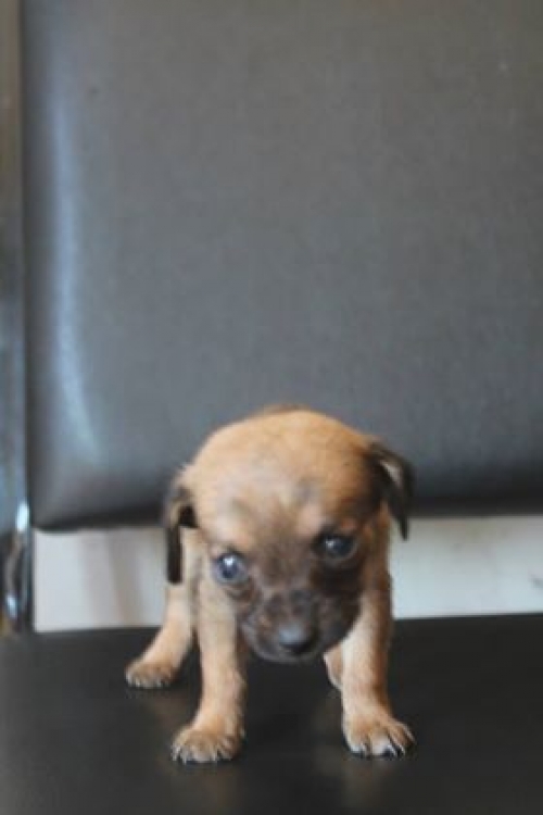 მეტისი უსახელო