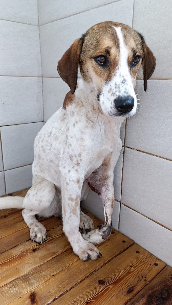 კასპი სოფ. მეტეხი