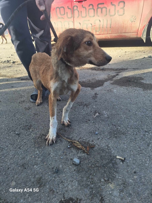 მეტისი გადმოყვანილია მუნიციპალური თავშესაფრიდან. ქინძმარაულის ქუჩის ძაღლია