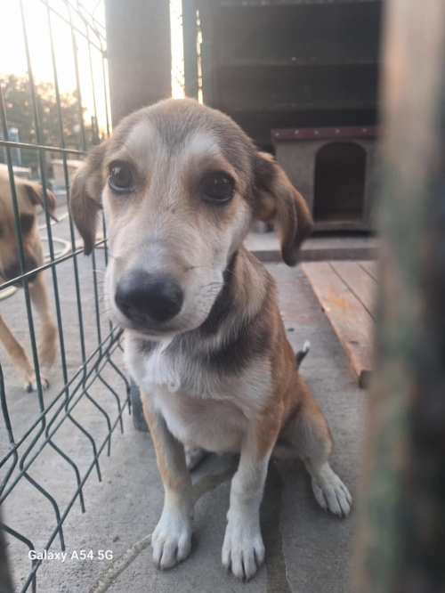 მეტისი ნაპოვნია კახეთში