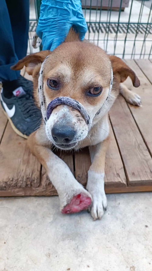 მეტისი უსახელო