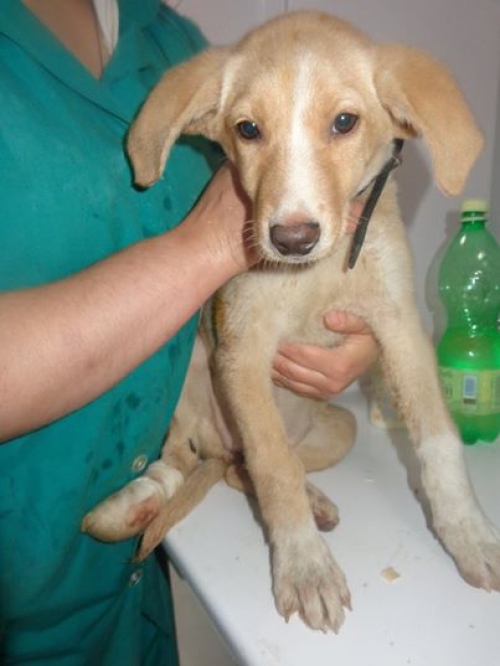 მეტისი უსახელო