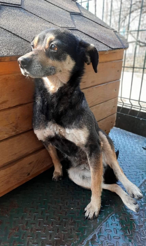 მეტისი უსახელო