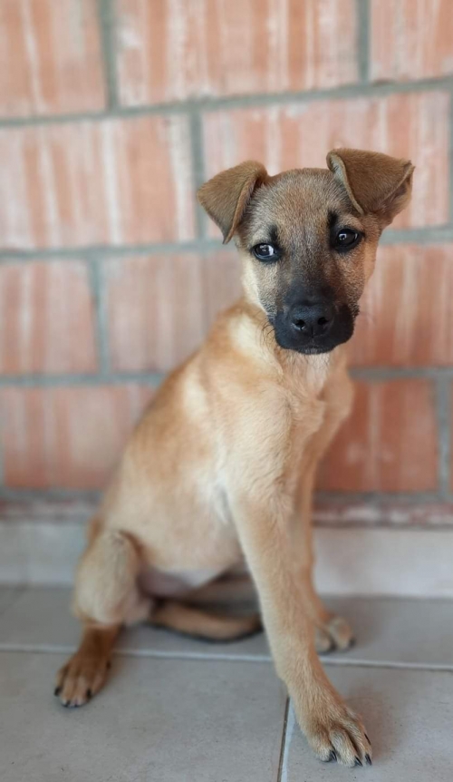 მეტისი ნინო წმინდა