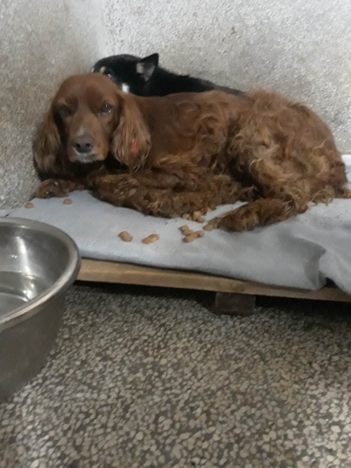 სეტერი ოზურგეთი