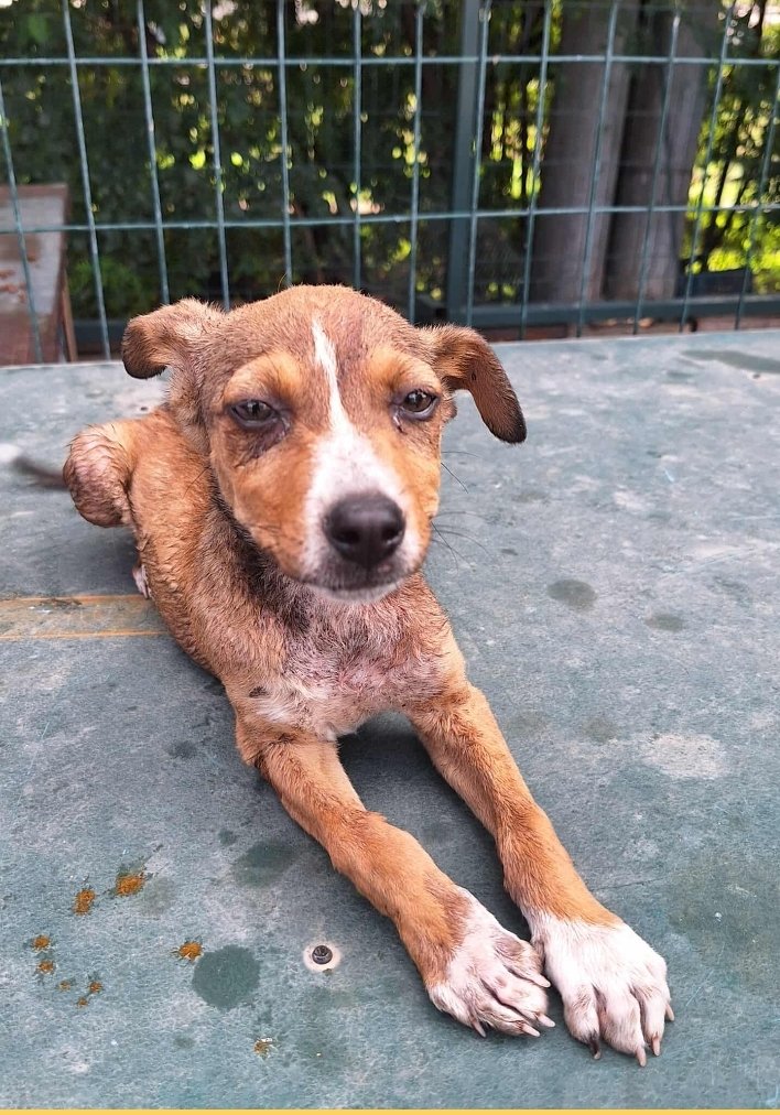 მეტისი. ლილო