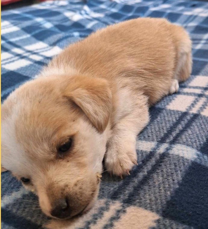 მეტისი. გურჯაანი