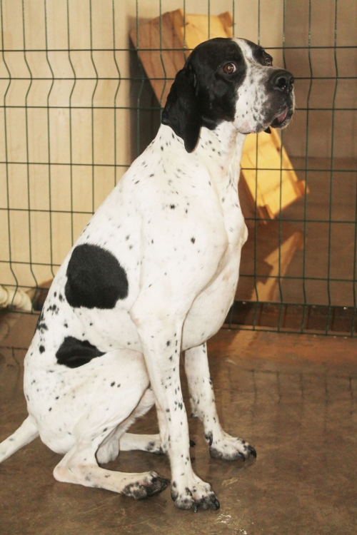 პოინტერი უსახელო