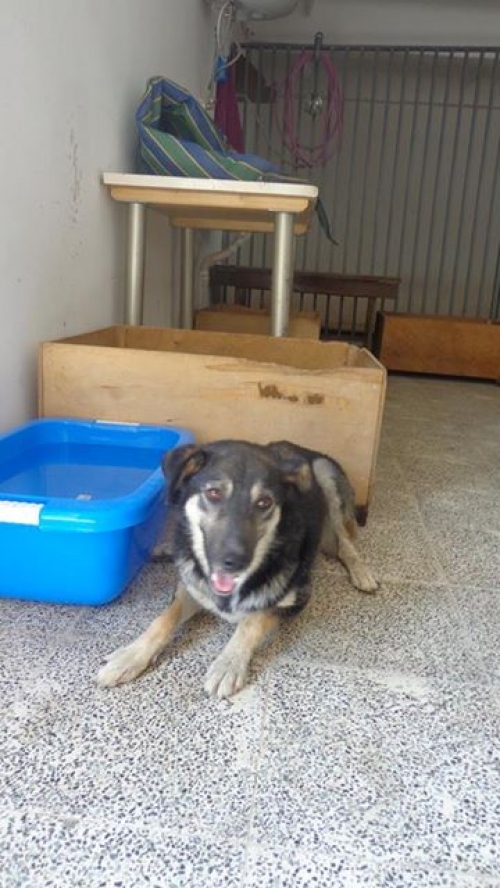 მეტისი უსახელო