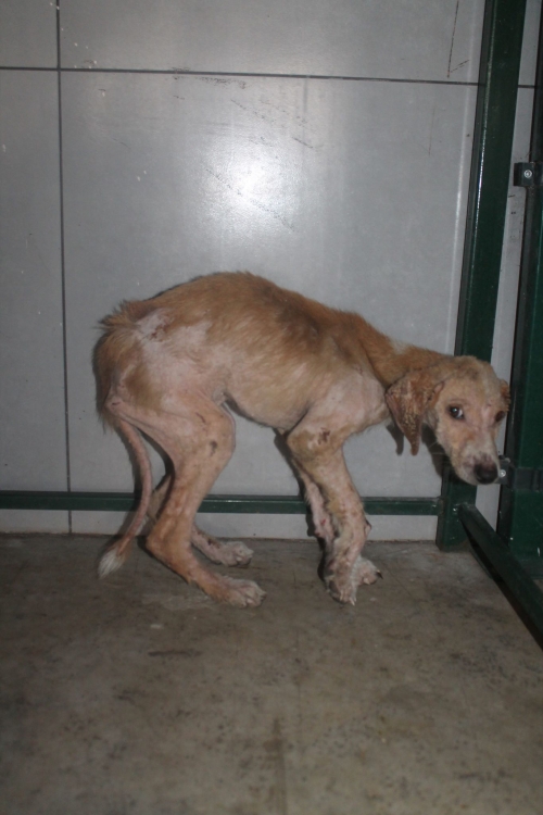 მეტისი უსახელო