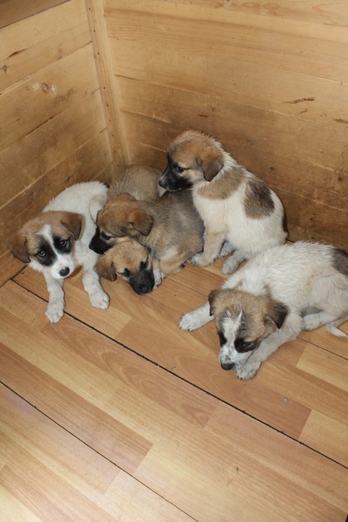 მეტისის ლეკვები უსახელო