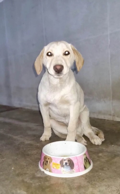 მეტისი გამრეკელის ქუჩ 1