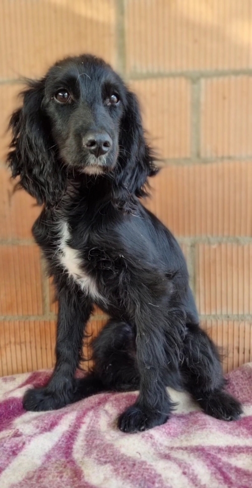 რუსული კოკერ სპანელი ნახალოვკს