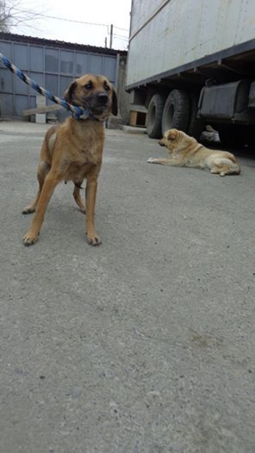 მეტისი უსახელო