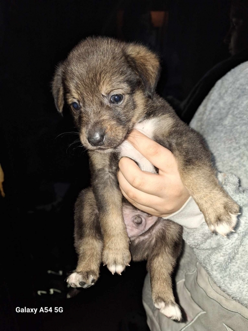 მეტისი ნატახტარი