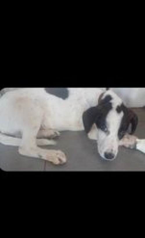 მეტისი უსახელო