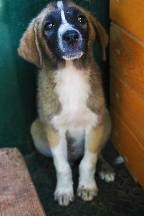 მეტისი უსახელო