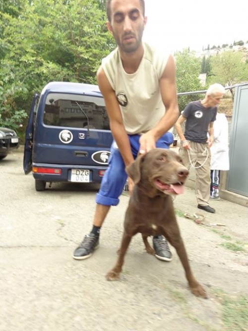 ლაბრადორი დეზი