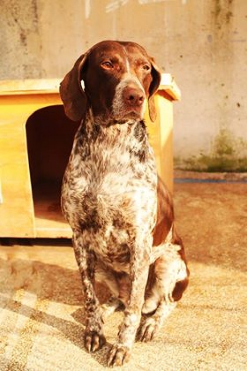 კურცხაარი ლაქი