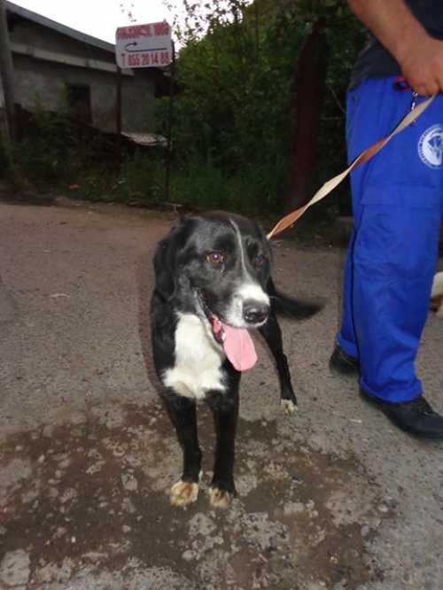 მეტისი უსახელო