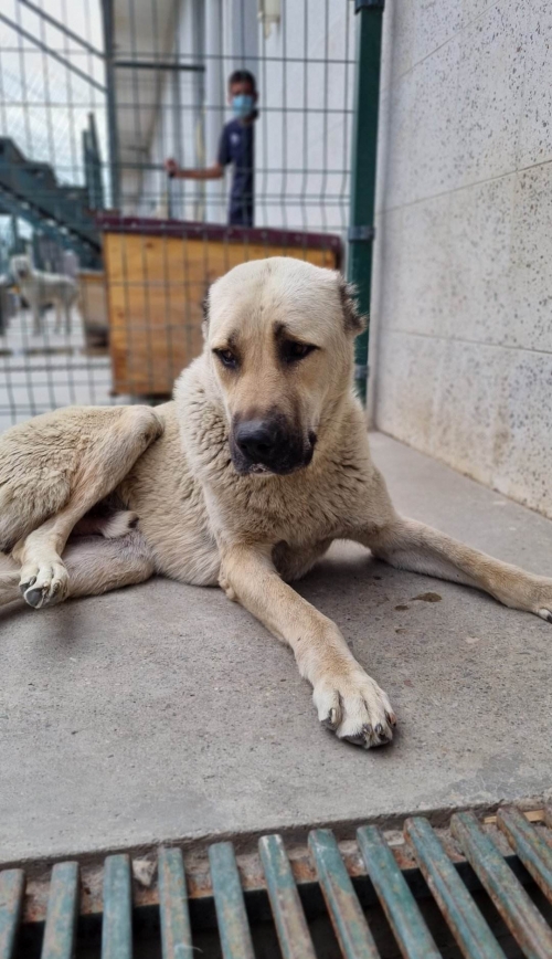 ქართული ნაგაზი მოიყვანა ნანა გაბაიძე