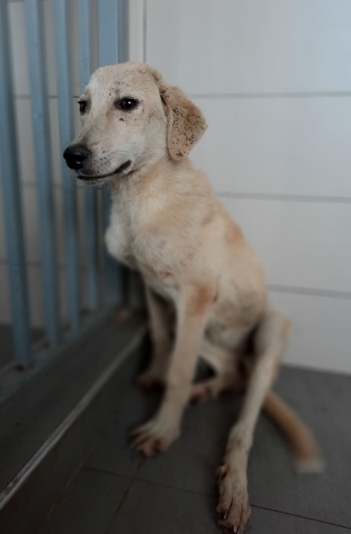 მეტისი ტასო ლოსაბერიძე