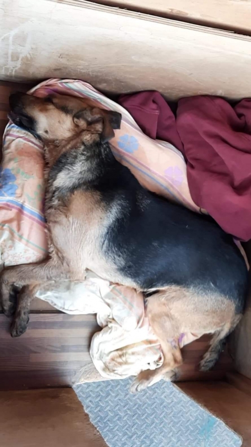 მეტისი უსახელო