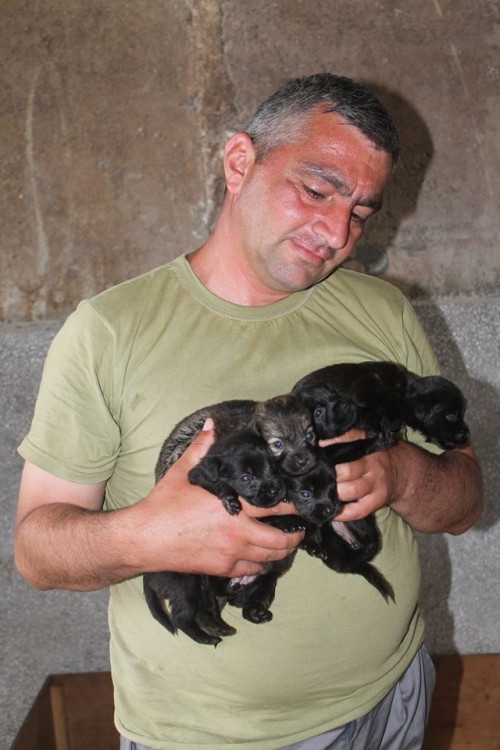 მეტისის ლეკვები უსახელო