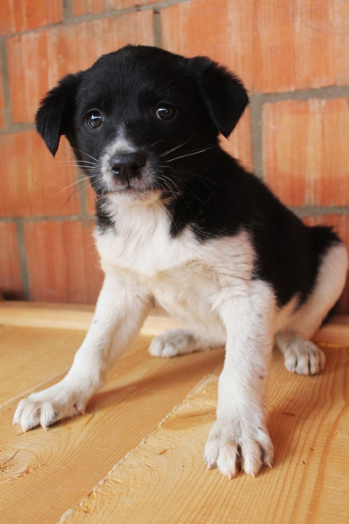 მეტისი უსახელო