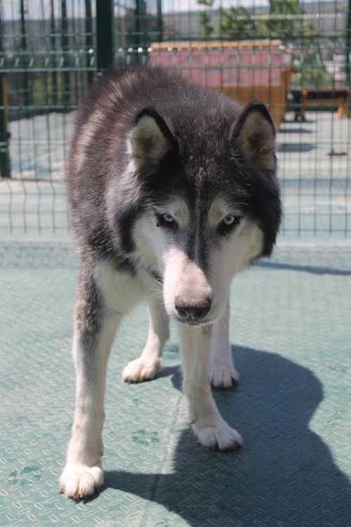 ლაიკა ხირო