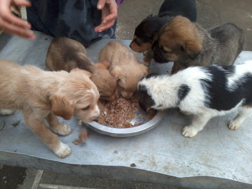 მეტისის ლეკვები უსახელო