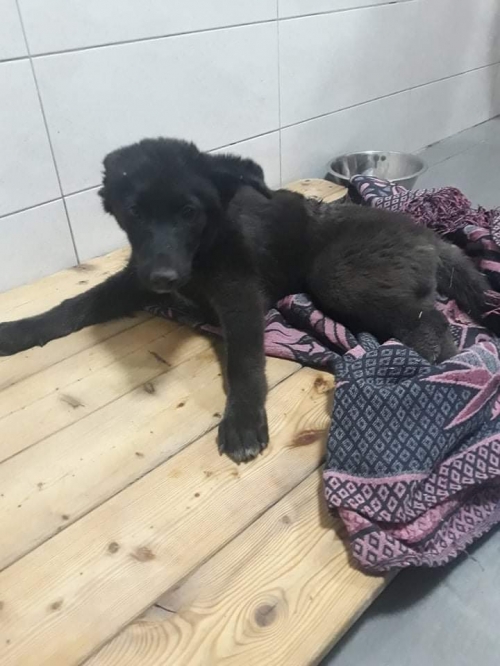 მეტისი ნახალოვკა