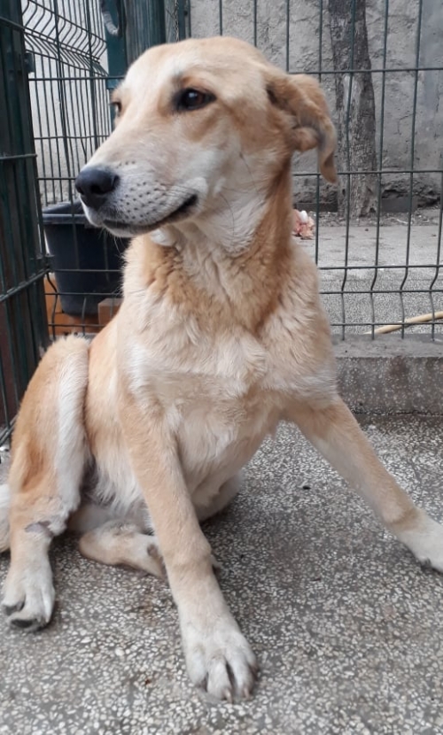 მეტისი უსახელო