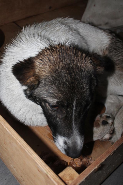 მეტისი უსახელო