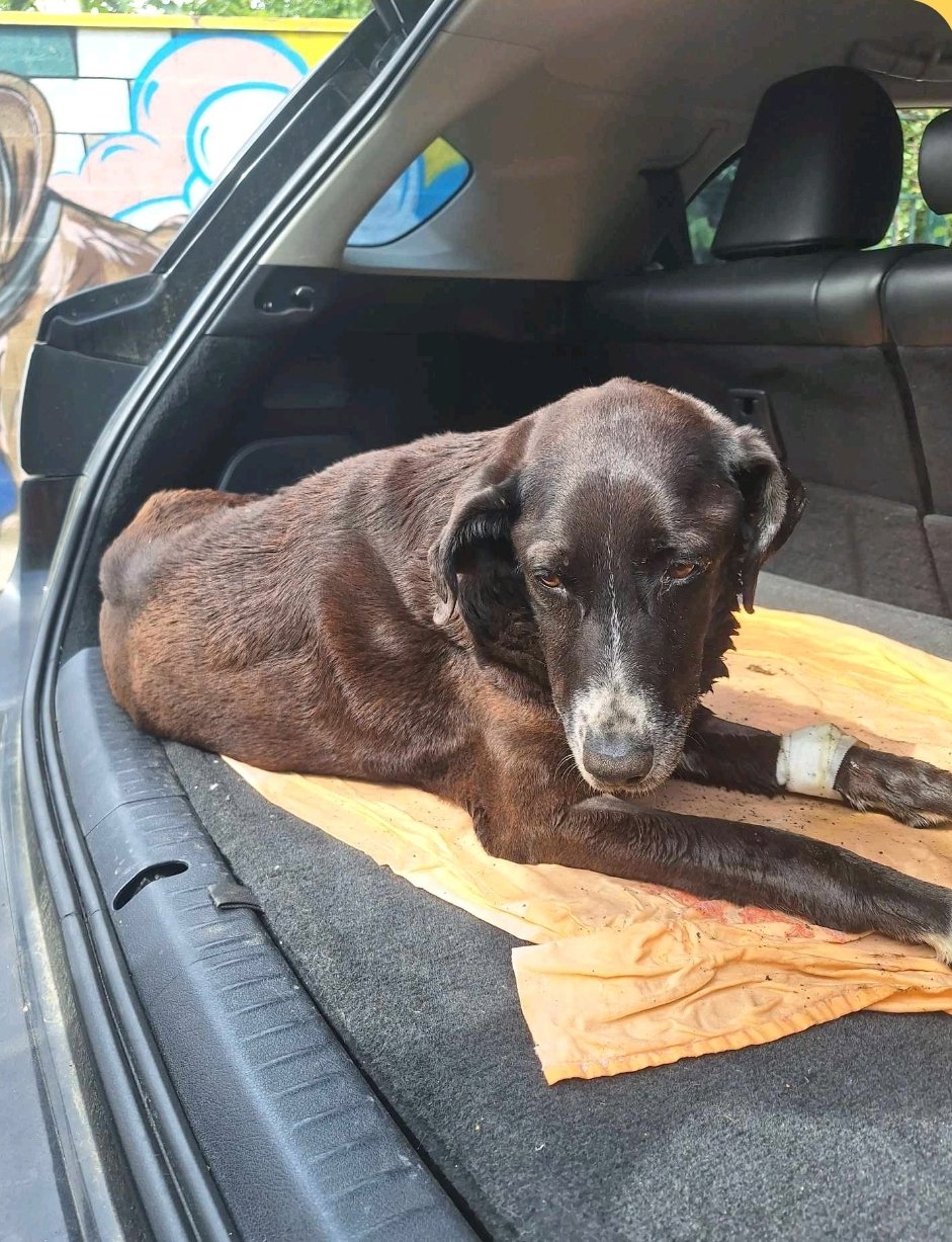 მეტისი. ოლიმპიკის აუზი