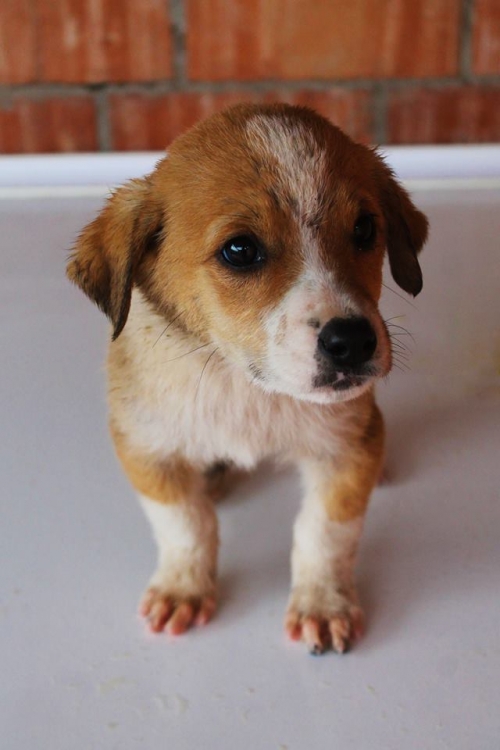 მეტისი უსახელო