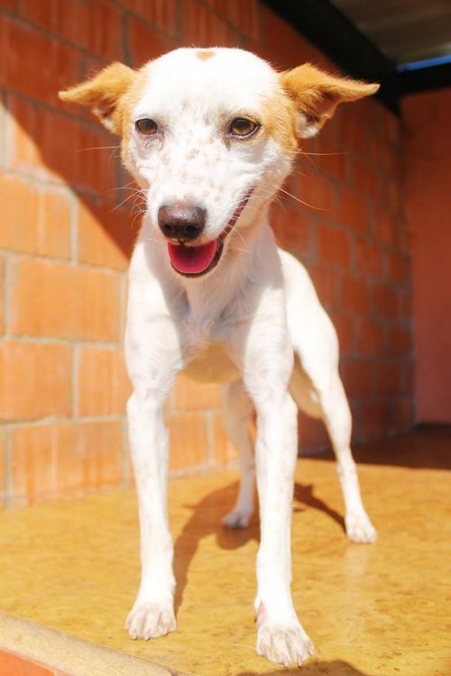 ფინია უსახელო