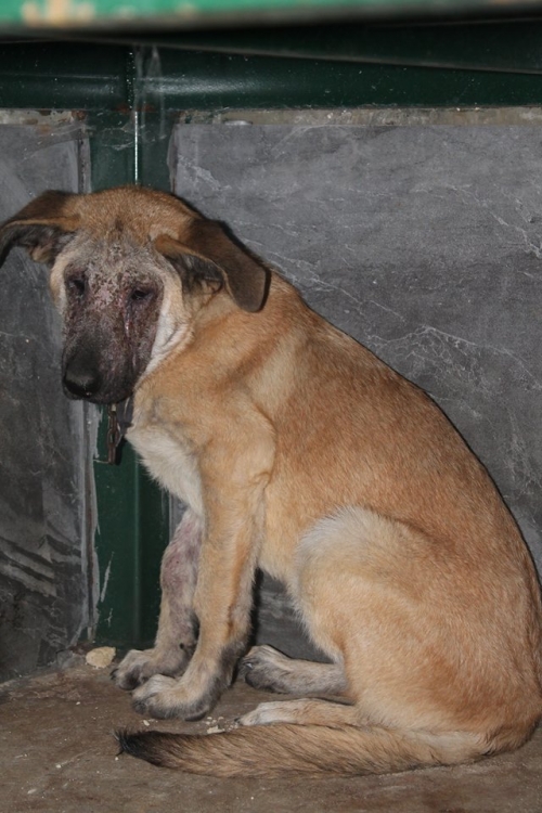 მეტისი მია