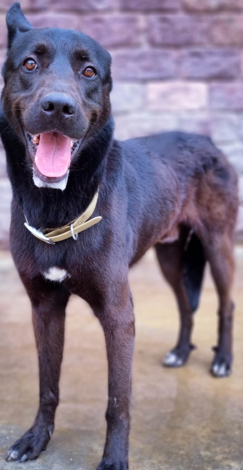 ბელგიური ნაგაზი კუს ტბა