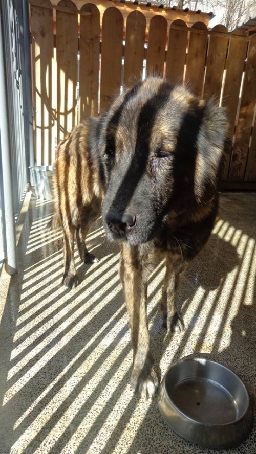 ქართული ქოფაკი რექსა