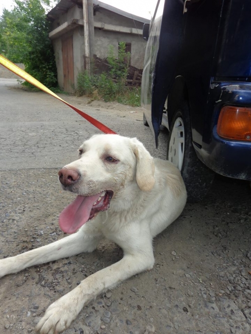 მეტისი უსახელო