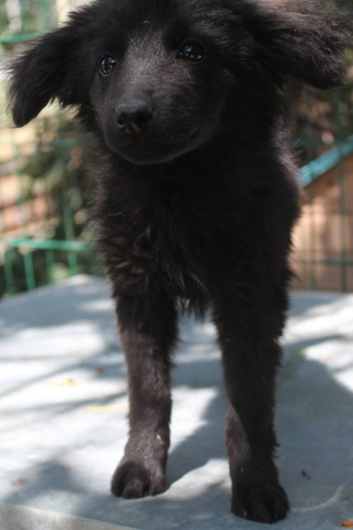 მეტისი უსახელო