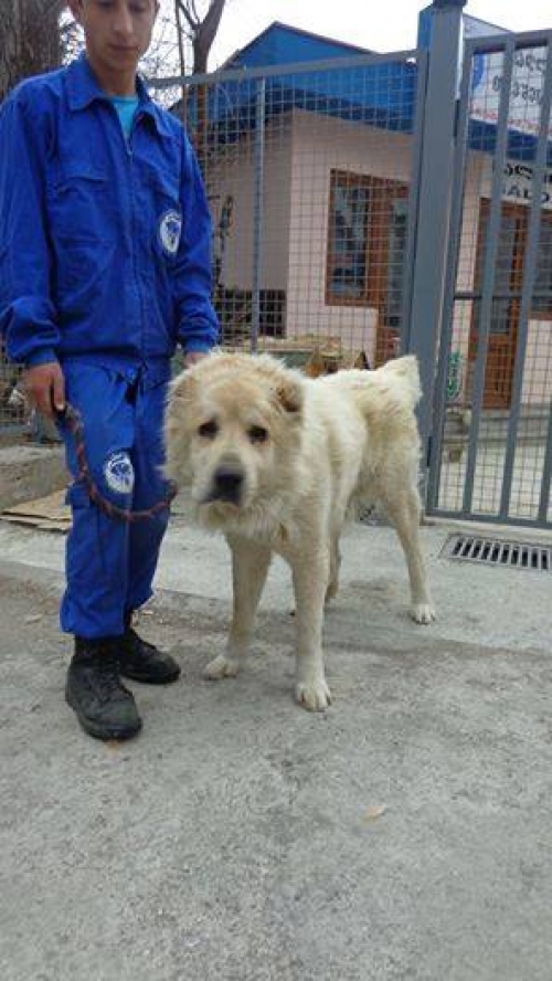 აზიური ნაგაზი უსახელო