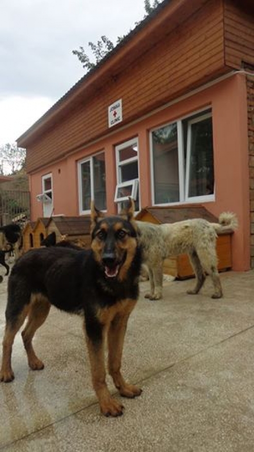 გერმანული ნაგაზი სკრაუზი