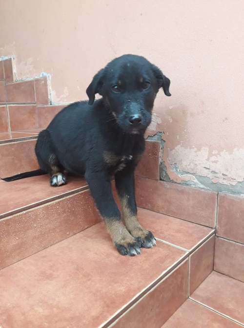 მეტისი უსახელო