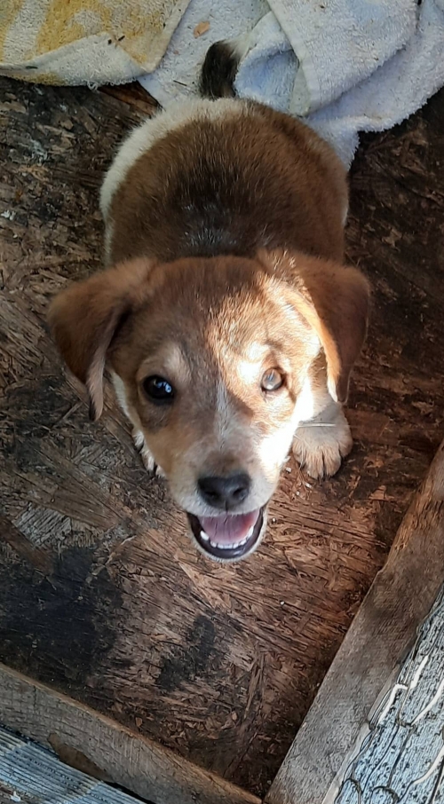 მეტისი რიყეზე ნაპოვნი