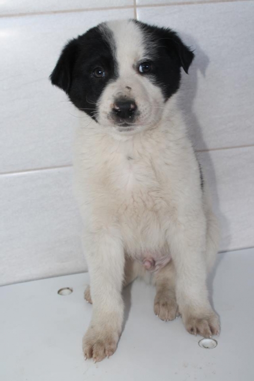 მეტისი უსახელო