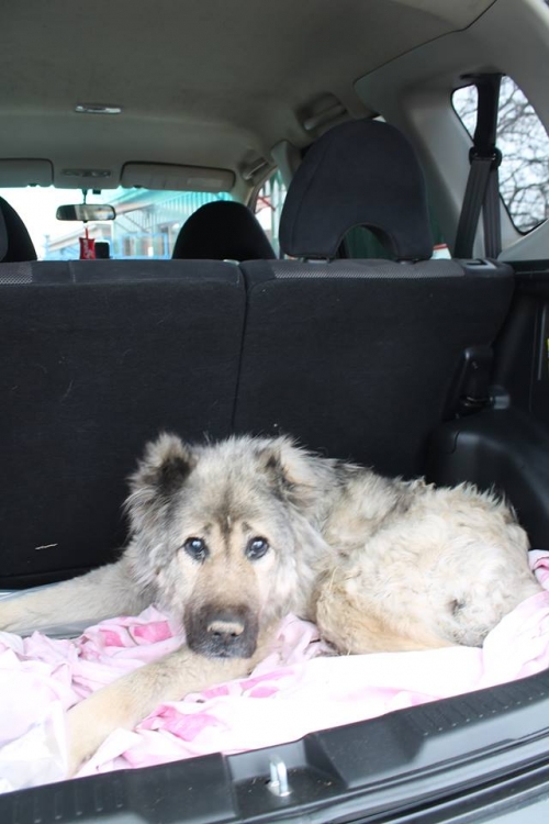 ქართული ნაგაზი უსახელო