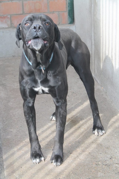 კანე კორსო უსახელო