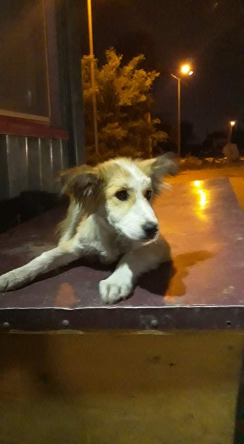 მეტისი უსახელო